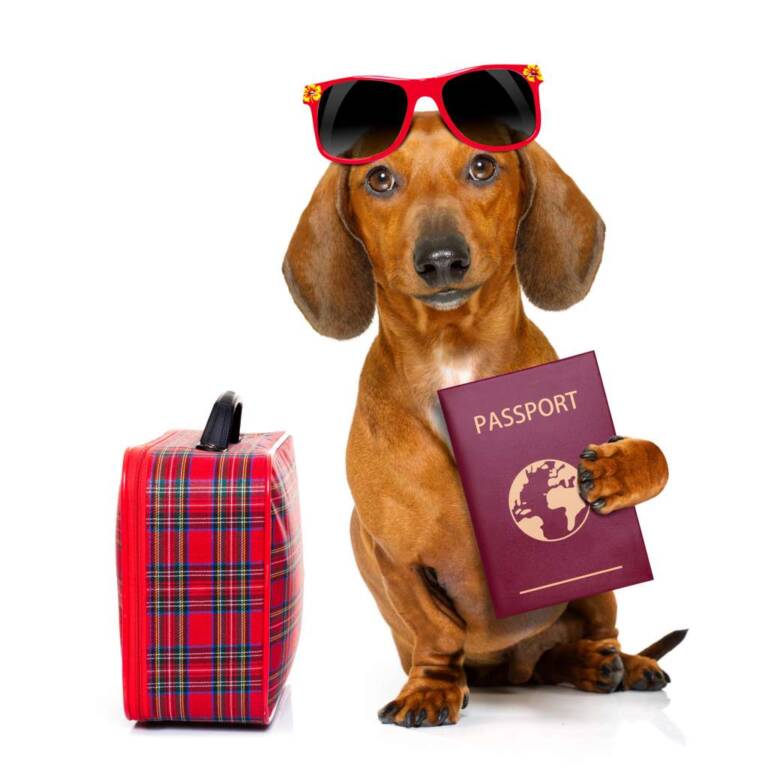 Happy dog holding a passport, ready for pet relocation Dubai